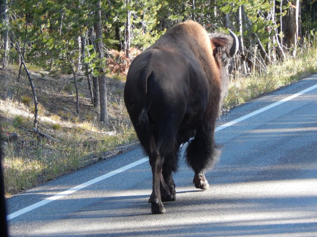 Yellowstone National Park - Bison on the Road